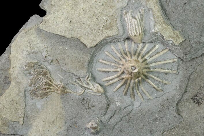 Four Species of Fossil Crinoids - Gilmore City, Iowa #157223